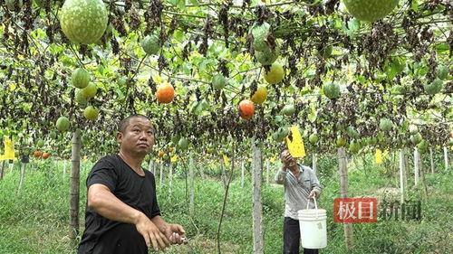 小吊瓜产地今日价格行情,涨跌波动，市场动态一览”