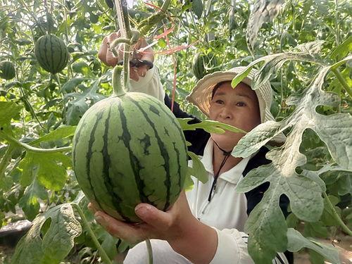 小吊瓜产地今日价格行情,涨跌波动，市场动态一览”