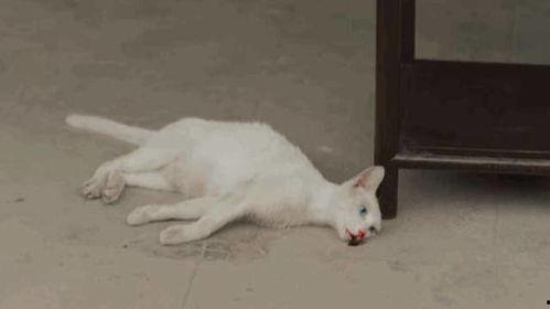 虐猫黑料吃瓜,吃瓜群众围观人性深渊