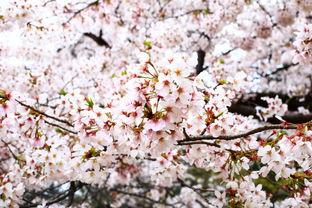 日本樱花花期2015,2015年日本樱花盛开盛况回顾