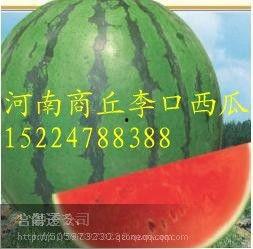 通海今日小瓜价格多少钱,行情波动，市民关注