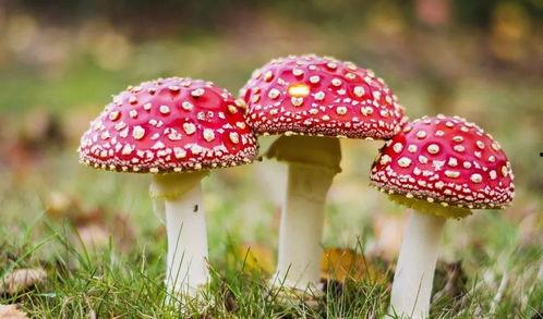 蘑菇视频黑料吃瓜大全,吃瓜大全深度解析