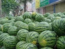 山东今日小瓜价格查询最新,最新行情一览