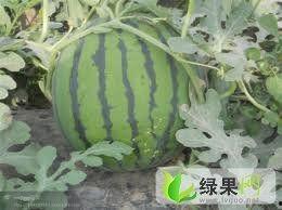 江苏鲜瓜价格今日价,实惠之选，品质生活新体验