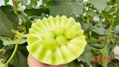 今日全国各地蜜瓜价格