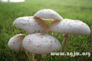 今日吃瓜热门事件蘑菇,揭秘今日吃瓜热门事件的神秘面纱