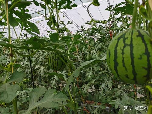今日万邦小吊瓜价格,品质瓜果，价格走俏”