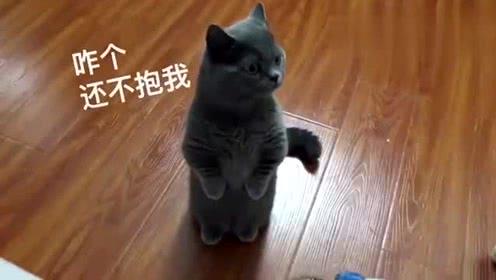 猫猫影视在线观看,畅享海量影视资源，轻松观影新体验