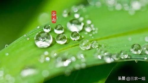 今日谷雨前后点瓜种豆,点瓜种豆迎丰收