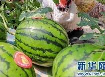 兰州今日吃瓜最新消息,揭秘最新街头美食风云