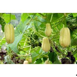 佛手瓜今日价格,市场波动下的新鲜动态