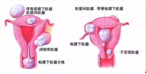 在线观看子宫,探索生命孕育的神奇之旅