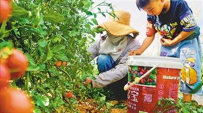 西安今日瓜菜价格,实惠与丰盈并存