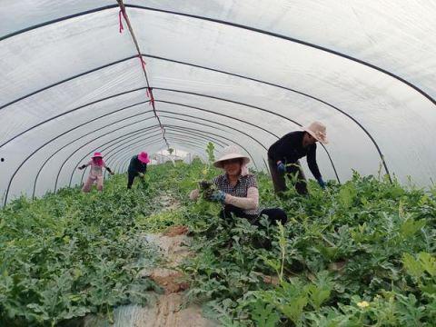 麒麟瓜批发市场今日行情,价格波动与供需分析