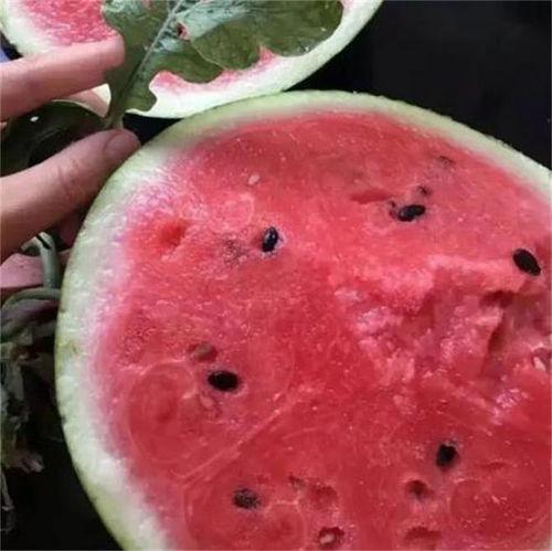 湖北麒麟瓜今日行情,今日价格走势分析”