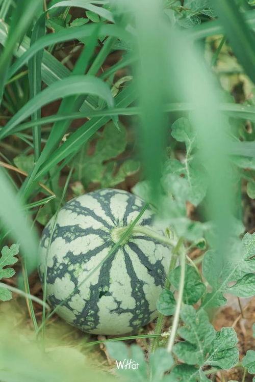 今日大瓜网,揭秘娱乐圈最新热点，带你领略明星幕后故事