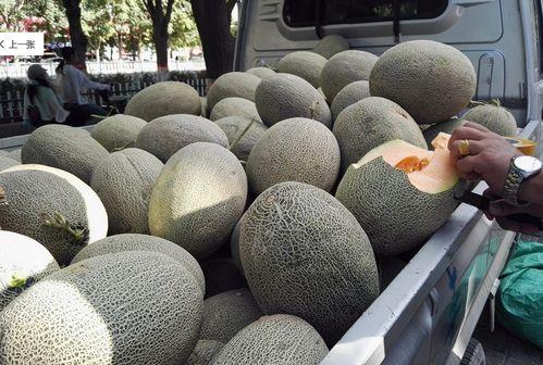 今日份的哈密瓜超级甜,今日哈密瓜，甜度爆表，尽享甘醇滋味