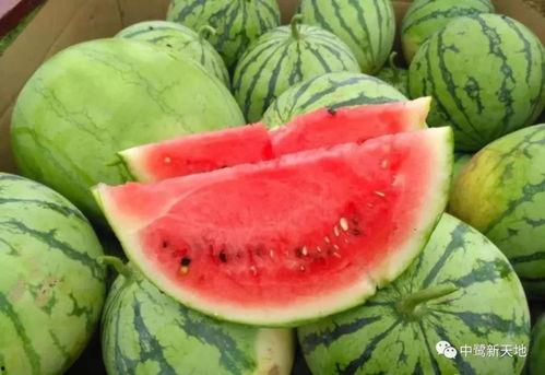 今日吃瓜91吃的朝阳群,今日吃瓜91揭秘神秘社交圈