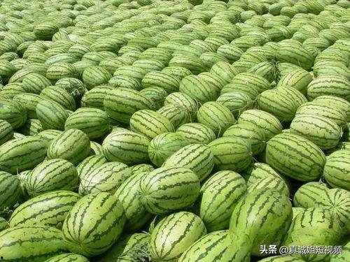 今日大瓜全部视频,精彩瞬间一网打尽