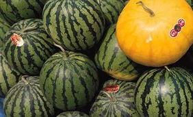 今日吃瓜三大禁忌,避免踩雷，轻松享受娱乐时光