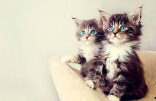 黑料吃瓜相扑猫