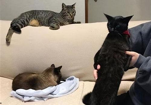 黑料吃瓜相扑猫