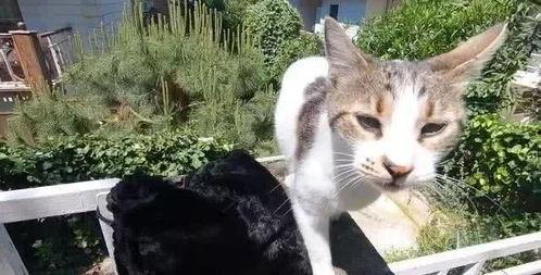 黑料吃瓜相扑猫