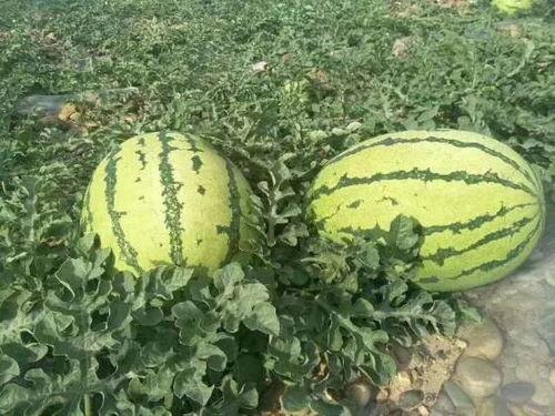 宁夏硒砂瓜今日最新报价,今日最新报价揭晓，品质与价格齐飞！”