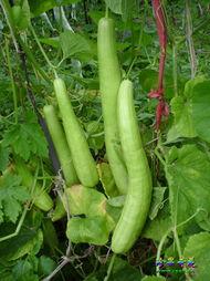 青筋白瓜今日价格