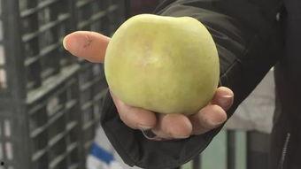 青筋白瓜今日价格