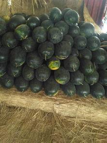 太康今日瓜价,今日瓜价行情一览