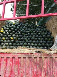 太康今日瓜价,今日瓜价行情一览