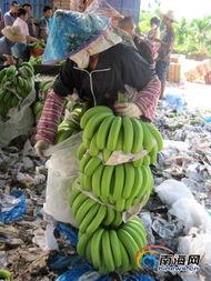 海南今日毛瓜价格行情,波动中寻稳