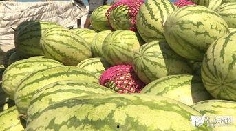 海南今日毛瓜价格行情,波动中寻稳