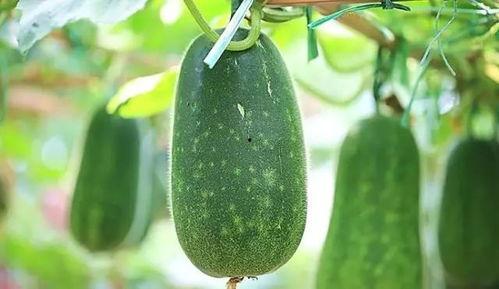 黑绿色削皮吃的瓜,揭秘独特口感与营养的神秘瓜果