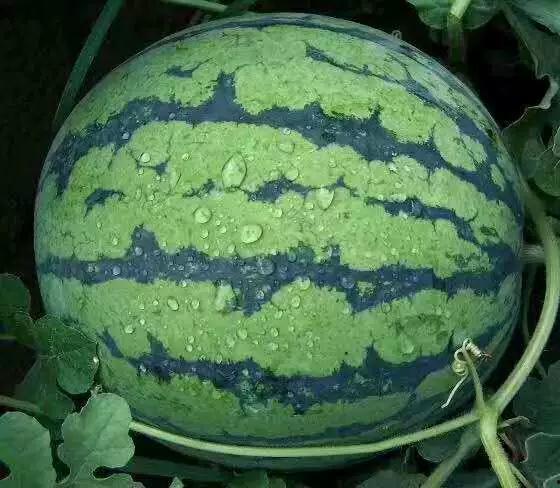 黑绿色削皮吃的瓜,揭秘独特口感与营养的神秘瓜果