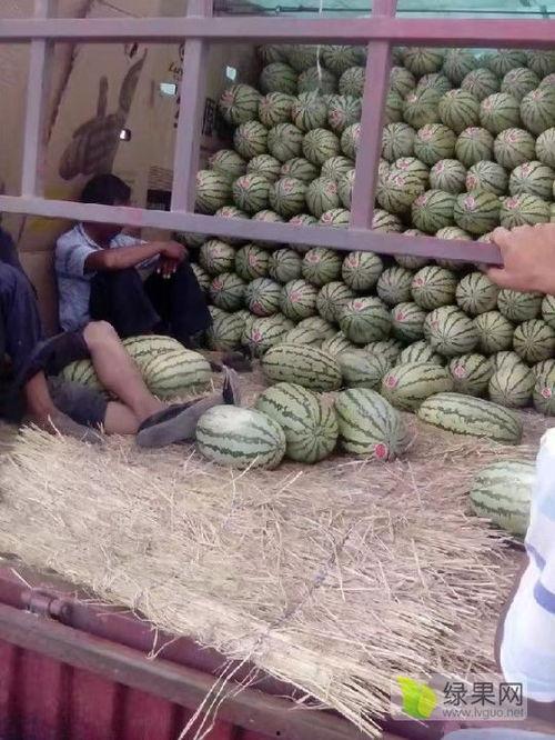 2021今日瓜价,今日瓜价行情一览