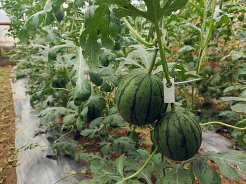 韩寺小吊瓜今日价钱多少,市场行情一览无余”