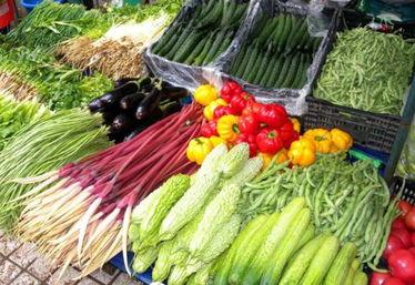 大连蔬菜角瓜今日行情,价格波动，市场供需分析”