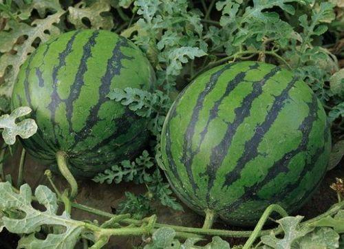 吊瓜西瓜今日价格表,市场行情实时更新