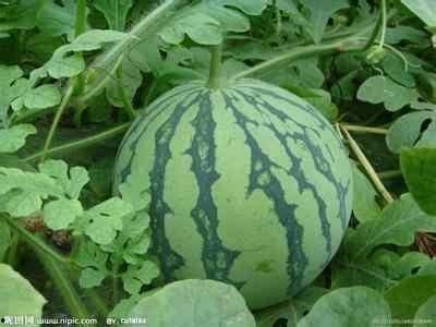 吊瓜西瓜今日价格表,市场行情实时更新