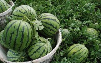 吊瓜西瓜今日价格表,市场行情实时更新