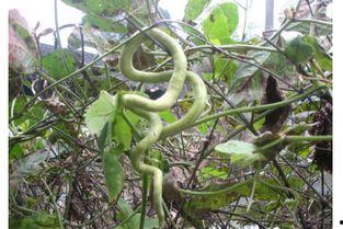 今日蛇瓜价格走势分析,洞察市场趋势与投资策略