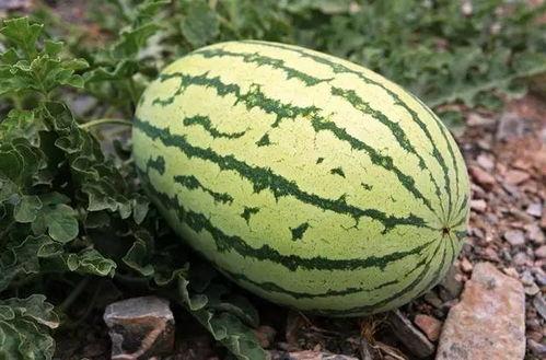 今日牛瓜条多少钱一斤啊,每斤多少钱？