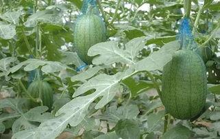 上海崩瓜今日新闻,揭秘背后真相与市场影响