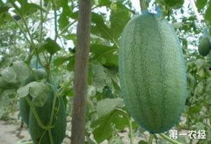 上海崩瓜今日新闻,揭秘背后真相与市场影响