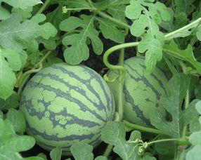 孕妇可吃黑瓜吗,黑瓜的适宜与禁忌