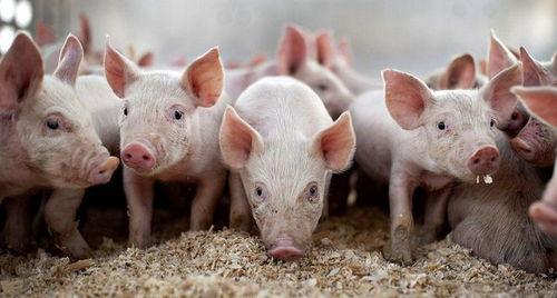 娱乐吃瓜猪衢州,吃瓜群众聚焦猪界风云