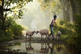 牧童在线观看,沉浸式体验田园牧歌生活