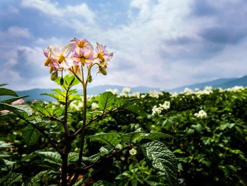 土豆花开电影在线观看,一段乡村爱情的温暖绽放